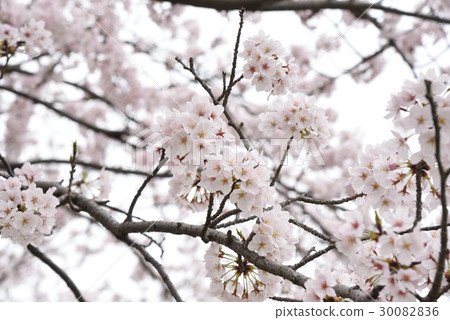櫻花 櫻花 30082836