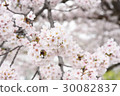 櫻花花 30082837
