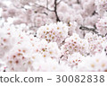櫻花盛開 30082838
