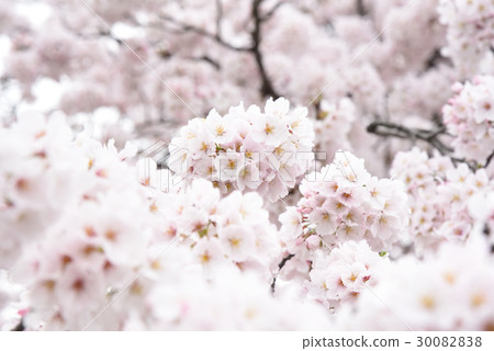 櫻花盛開 櫻花盛開 30082838