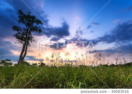 summer meadow at sunset 30083016
