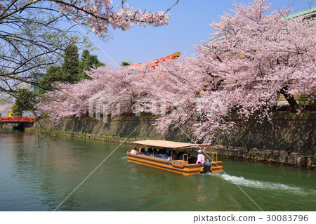 琵琶湖在京都春天疏水 30083796