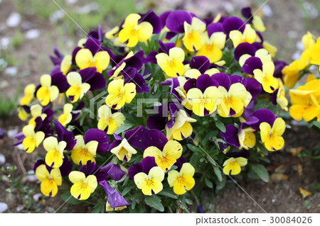 三色堇 - 滿滿的 30084026