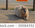 Capybara 30084392