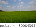 Summer rice field 30084393
