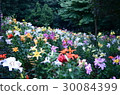 Seibuen garden 30084399