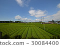Early summer's tea plantation 30084400