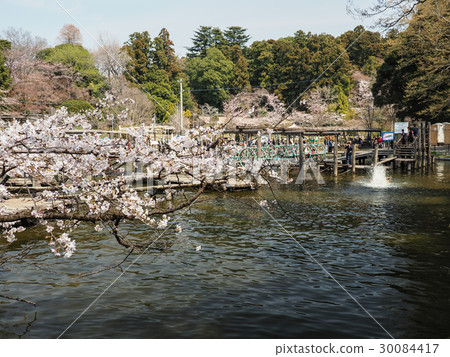 Shimizu Park Sakura and Field Athletics Shimizu Park Sakura and Field Athletics 30084417