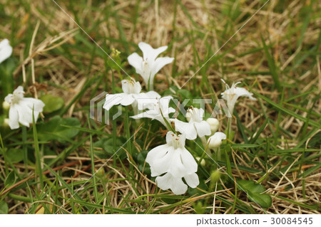 Jeunichtoe之花 30084545