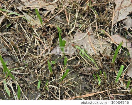 Tonosana青蛙(2016年6月岐阜縣瑞浪市) Tonosana青蛙(2016年6月岐阜縣瑞浪市) 30084946