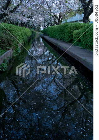 沿河櫻花 30084952