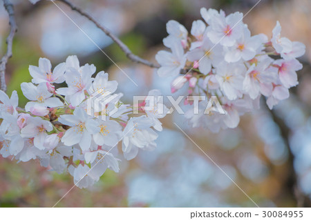 沿河櫻花 30084955