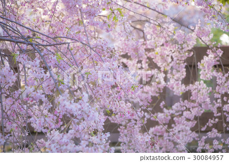 沿河櫻花 30084957