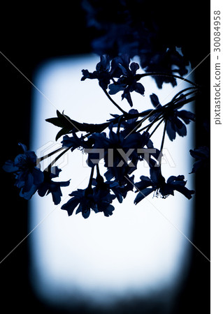 陰影圖片櫻花 30084958