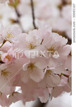 櫻花 櫻花 30085187