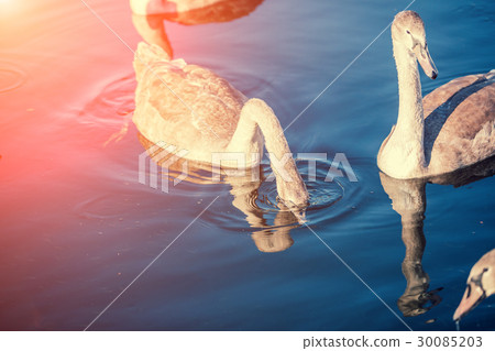 cygnets swiming in a lake at sunset light. 30085203