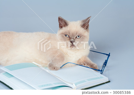 Wise cat with glasses, lying on the book Wise cat with glasses, lying on the book 30085386