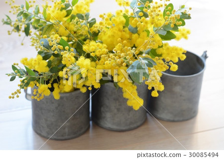 Pearl acacia decorated in tinplate goods Pearl acacia decorated in tinplate goods 30085494