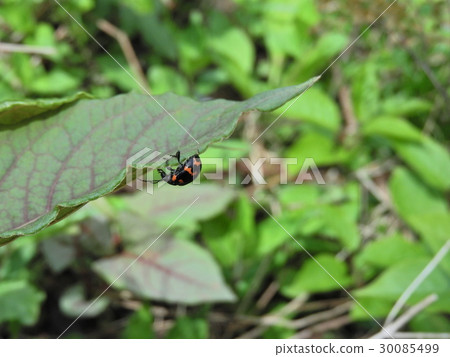 Itidori甲蟲（2016年5月Iba-gun，Ibi-gawa，岐阜縣） 30085499