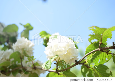 Oodemari Oodemari 30085502