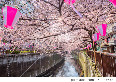 櫻花在東京 櫻花在東京 30085638
