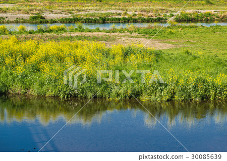 Rape blossoms on riverine Rape blossoms on riverine 30085639