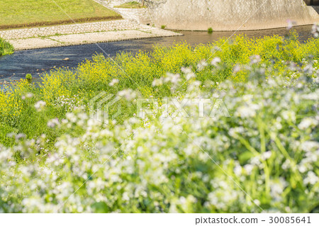 Rape blossoms on riverine 30085641