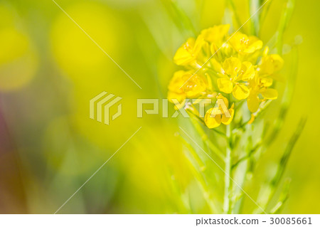 強姦在河上開花 強姦在河上開花 30085661