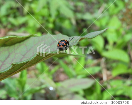 Itidori甲蟲（2016年5月Iba-gun，Ibi-gawa，岐阜縣） 30085708