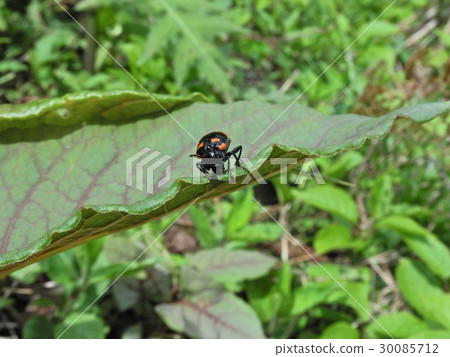 Itidori甲蟲(2016年5月Iba-gun,Ibi-gawa,岐阜縣) Itidori甲蟲(2016年5月Iba-gun,Ibi-gawa,岐阜縣) 30085712