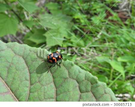 Itidori甲蟲（2016年5月Iba-gun，Ibi-gawa，岐阜縣） 30085713