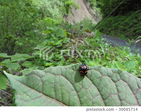 Itidori甲蟲(2016年5月Iba-gun,Ibi-gawa,岐阜縣) Itidori甲蟲(2016年5月Iba-gun,Ibi-gawa,岐阜縣) 30085714