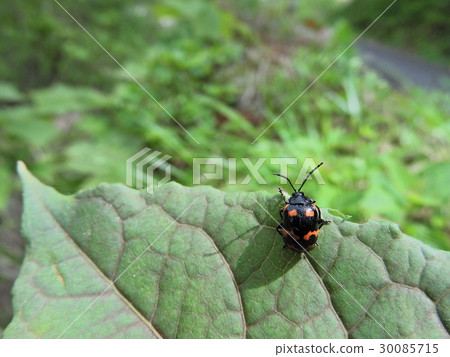 Itidori beetle (May 2016 Spring Iba-gun, Ibi-gawa, Gifu prefecture) Itidori beetle (May 2016 Spring Iba-gun, Ibi-gawa, Gifu prefecture) 30085715
