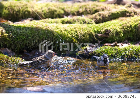 Attribution - Brambling - Fringilla Attribution - Brambling - Fringilla 30085743