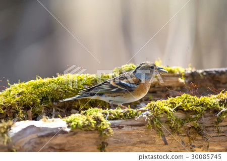 歸因 -  Brambling  -  Fringilla 30085745