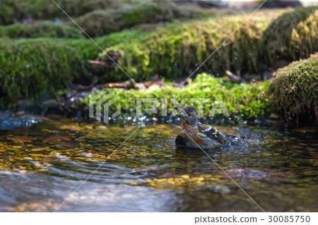 Attribution - Brambling - Fringilla Attribution - Brambling - Fringilla 30085750