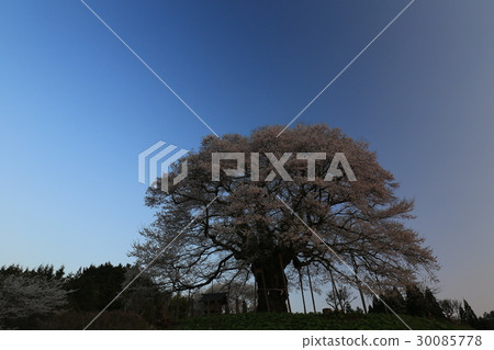 Daigo Sakura 672 30085778