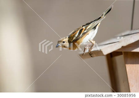 Attribution - Brambling - Fringilla 30085956