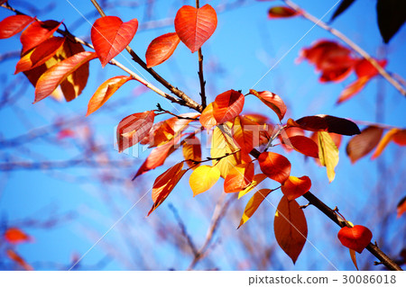 Cherry tree leaves in blue sky 30086018