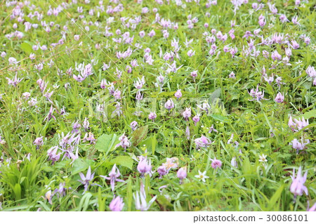 Katakuri flowers Katakuri flowers 30086101