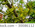 Green yellow fruits of Star Gooseberry. 30086112