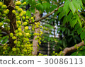 Green yellow fruits of Star Gooseberry. 30086113