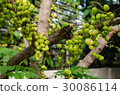 Green yellow fruits of Star Gooseberry. 30086114