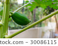 Young Papaya Fruite on the Tree 30086115