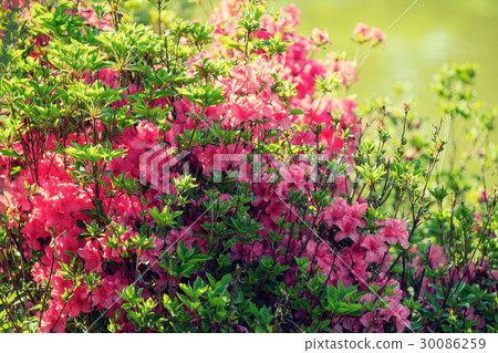Bush of Rhododendron flowers in the garden 30086259