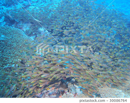 Kinmemodoki羊群 30086764