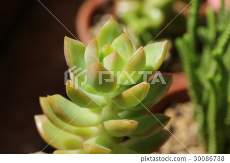 Sedum / Koryo Sedum / Koryo 30086788