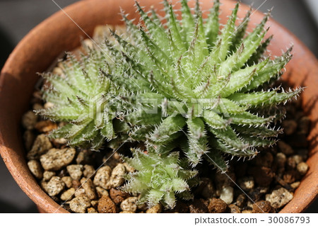 Haorthia / Herbasae · Bosfonten Haorthia / Herbasae · Bosfonten 30086793