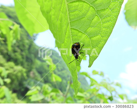 Itadori甲蟲（福井縣2016年5月春天大野市） 30086823