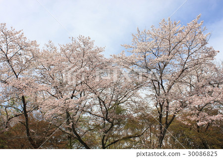 櫻桃樹 30086825